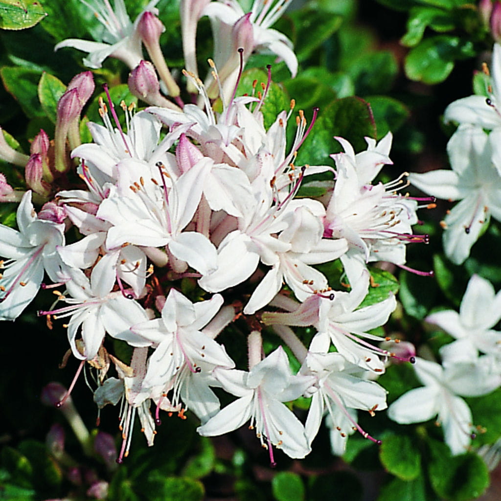 Sommergrüne Azalee 'Sommerduft' • Rhododendron viscosum 'Sommerduft'