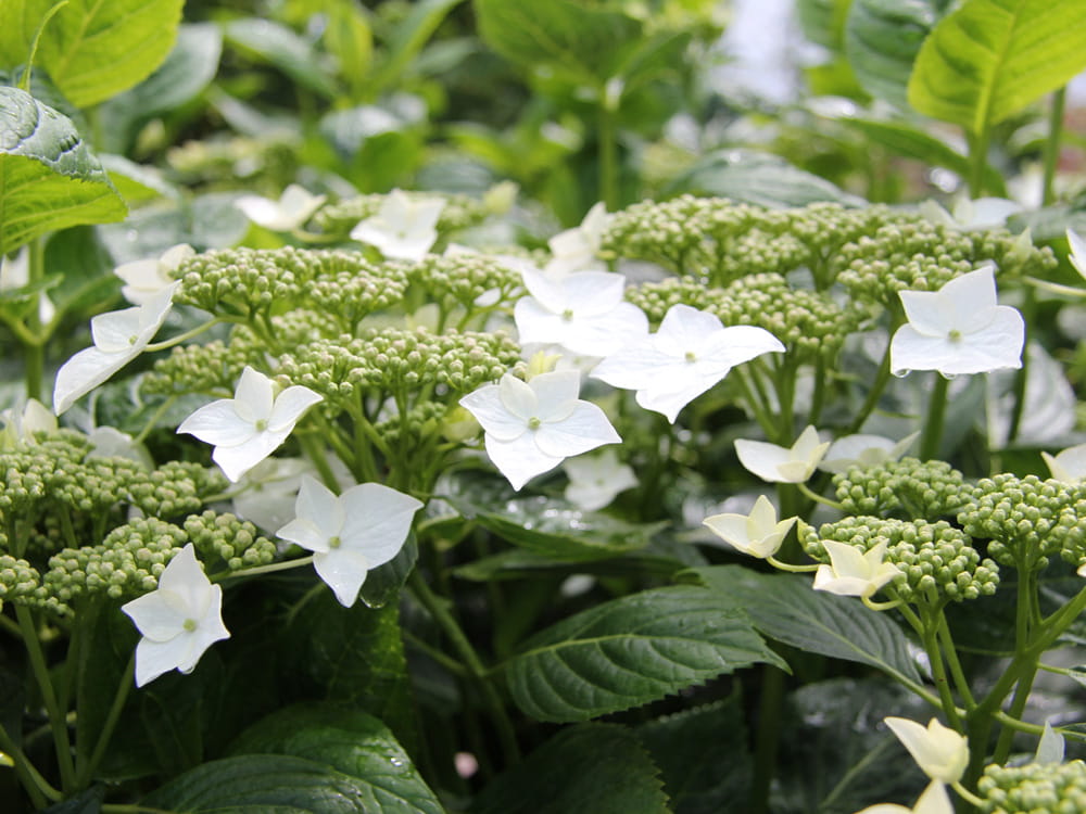 Tellerhortensie 'Lanarth White' • Hydrangea macrophylla 'Lanarth White'