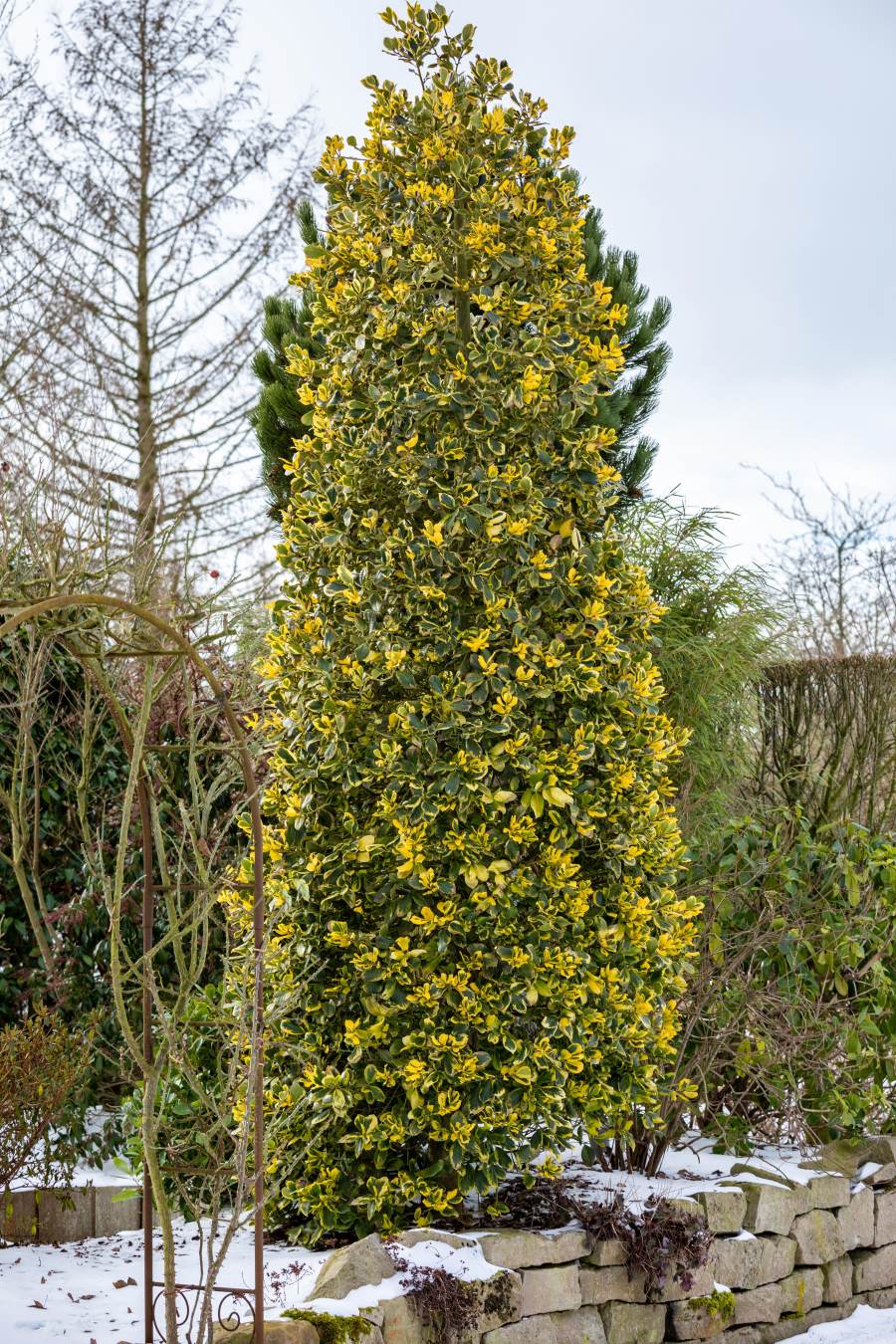 Stechpalme 'Golden van Tol' • Ilex aquifolium 'Golden van Tol' Ansicht 3