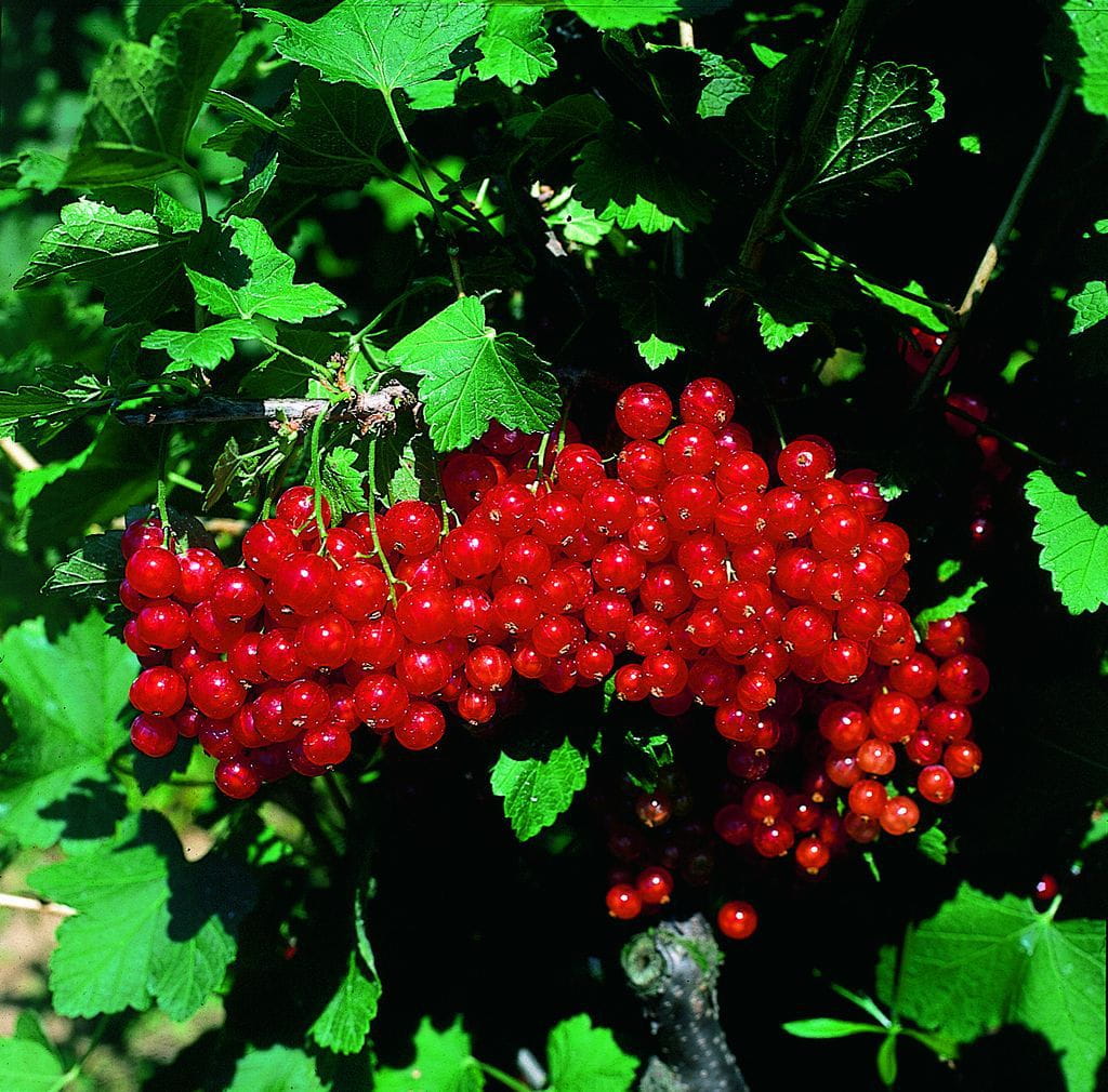 Rote Johannisbeere 'Detvan' • Ribes rubrum 'Detvan'