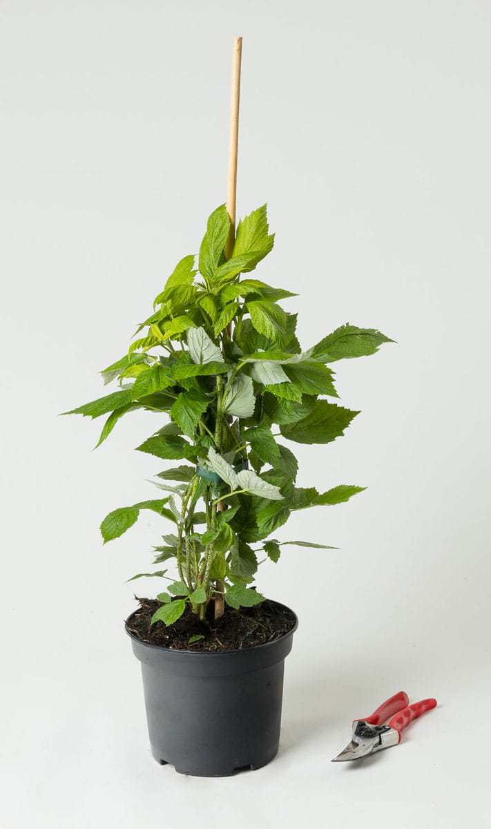 Himbeere 'Aroma-Queen' • Rubus idaeus 'Aroma-Queen' Containerware 40-60 cm hoch, Ansicht 1