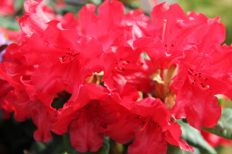 Zwergrhododendron 'Scarlet Wonder' • Rhododendron repens 'Scarlet Wonder' Ansicht 2