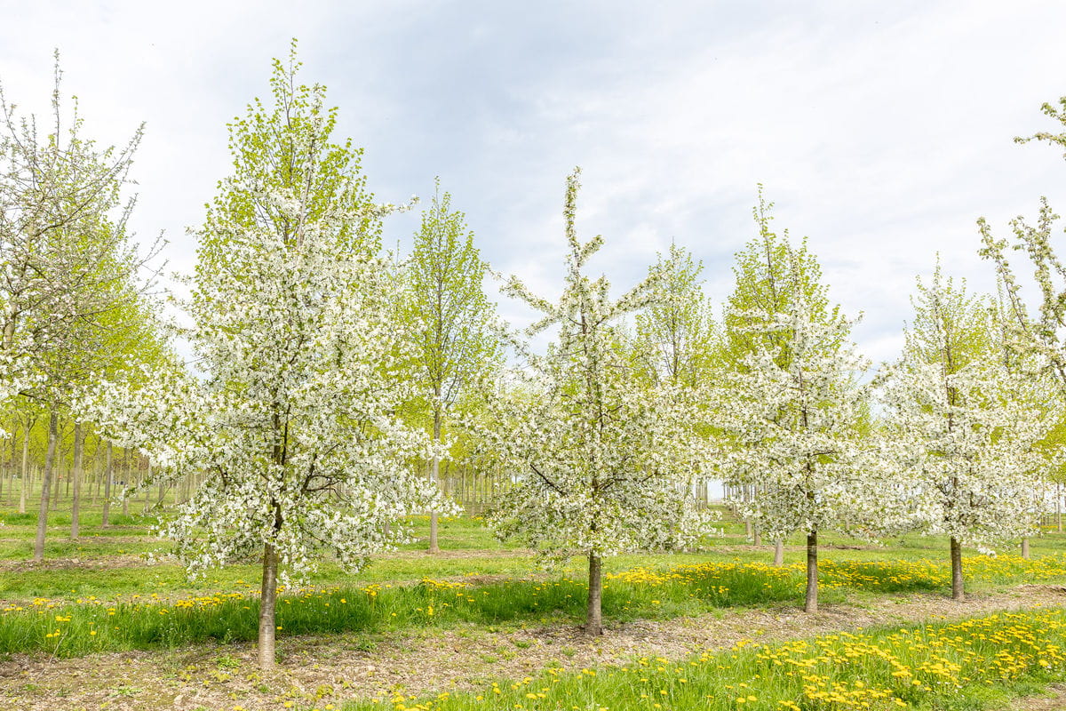 Sauerkirsche 'Safir' • Prunus cerasus 'Safir' Ansicht 1