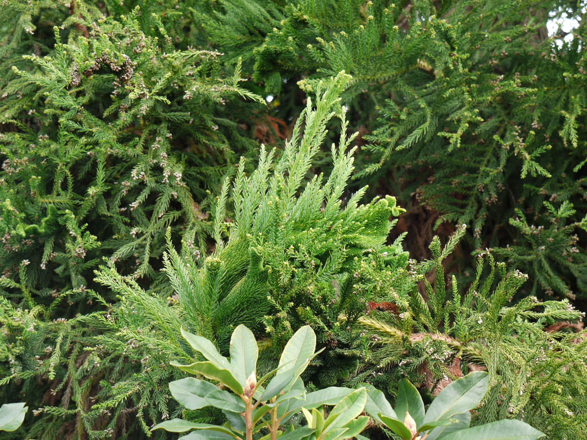 Hahnenkamm-Sicheltanne 'Cristata' • Cryptomeria japonica 'Cristata' Ansicht 3