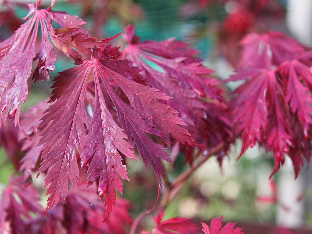 Japanischer Feuerahorn 'Aconitifolium' • Acer japonicum 'Aconitifolium' Ansicht 1