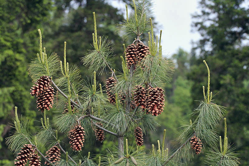 Tränenkiefer • Pinus wallichiana Ansicht 2