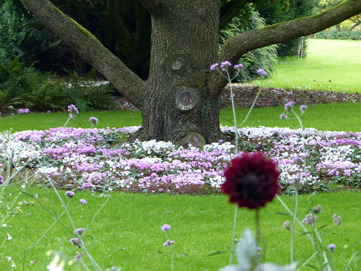 Frühlings-Alpenveilchen • Cyclamen hederifolium, rosa Ansicht 5