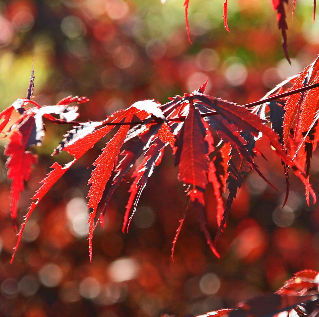 Roter Fächerahorn 'Atropurpureum' • Acer palmatum 'Atropurpureum' Ansicht 5