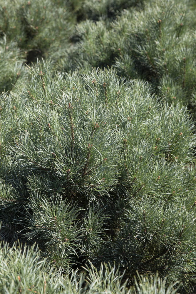 Blaue Kriech-Kiefer • Pinus pumila 'Glauca' Ansicht 1