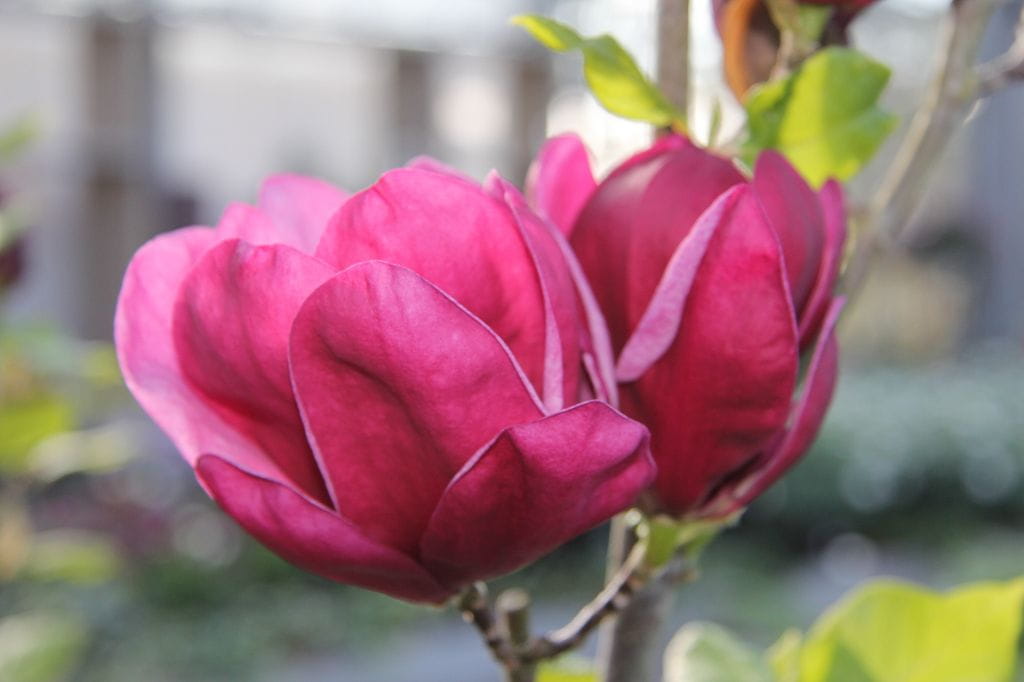 Tulpenmagnolie 'Genie' • Magnolia soulangiana 'Genie' Ansicht 3