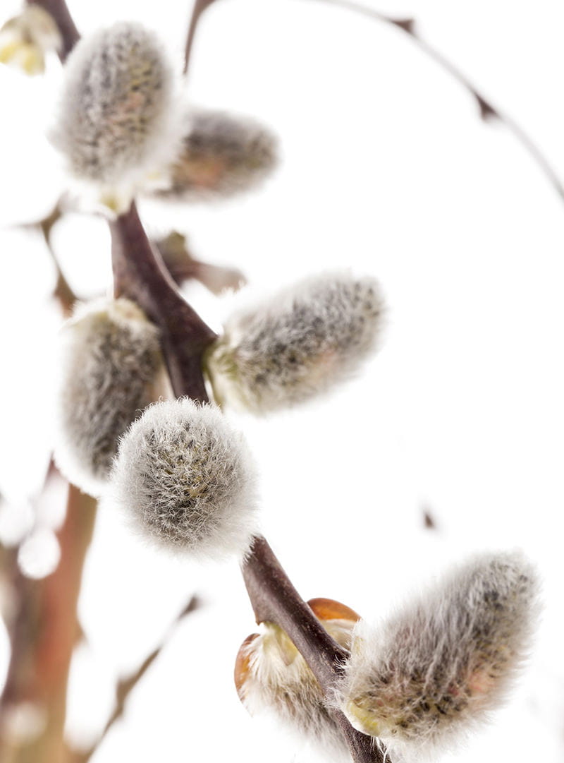 Hängende Kätzchenweide • Salix caprea 'Pendula'