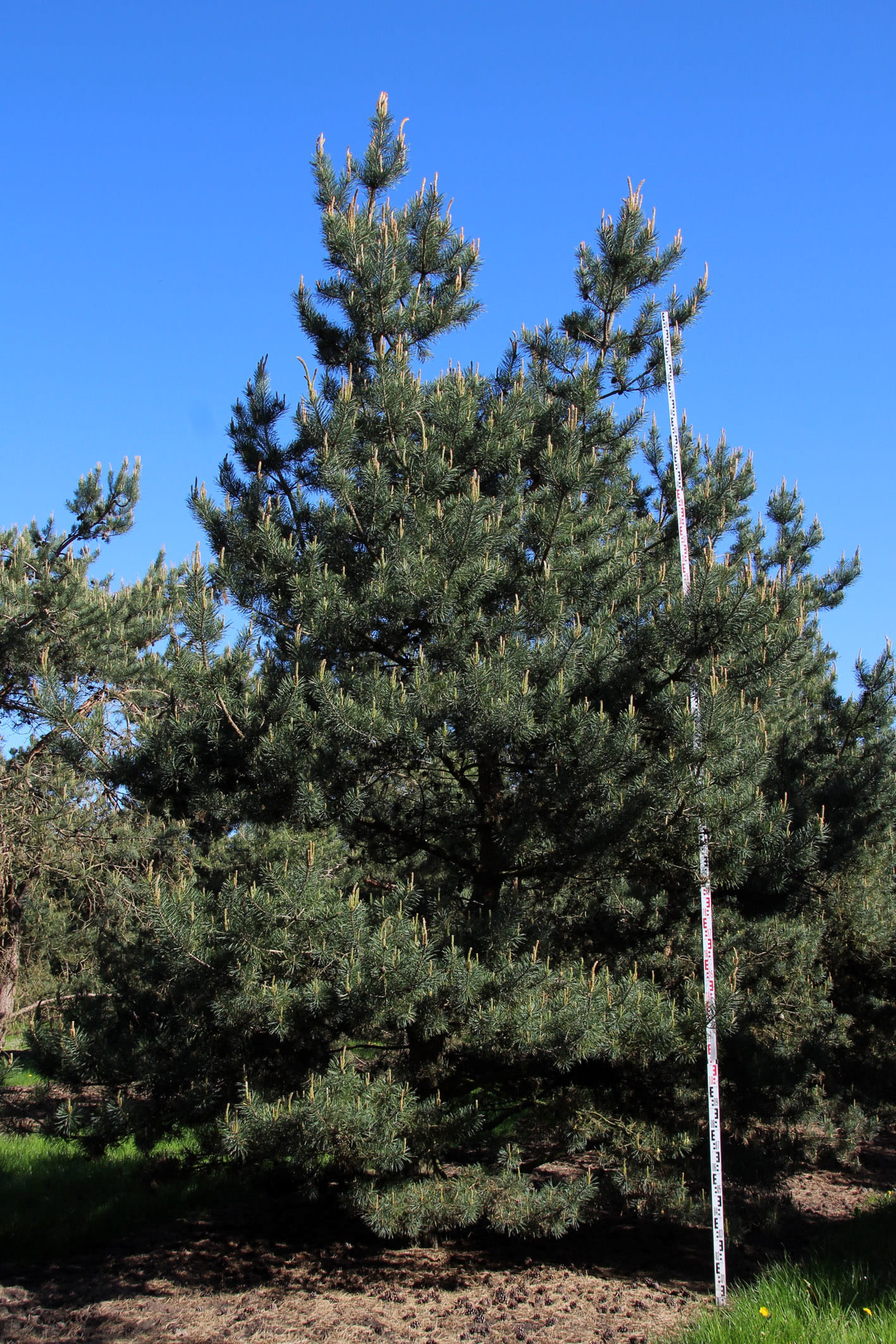 Norwegische Waldkiefer 'Norske Typ' • Pinus sylvestris 'Norske Typ' Ansicht 2