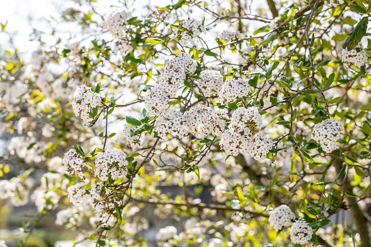  Osterschneeball • Viburnum burkwoodii