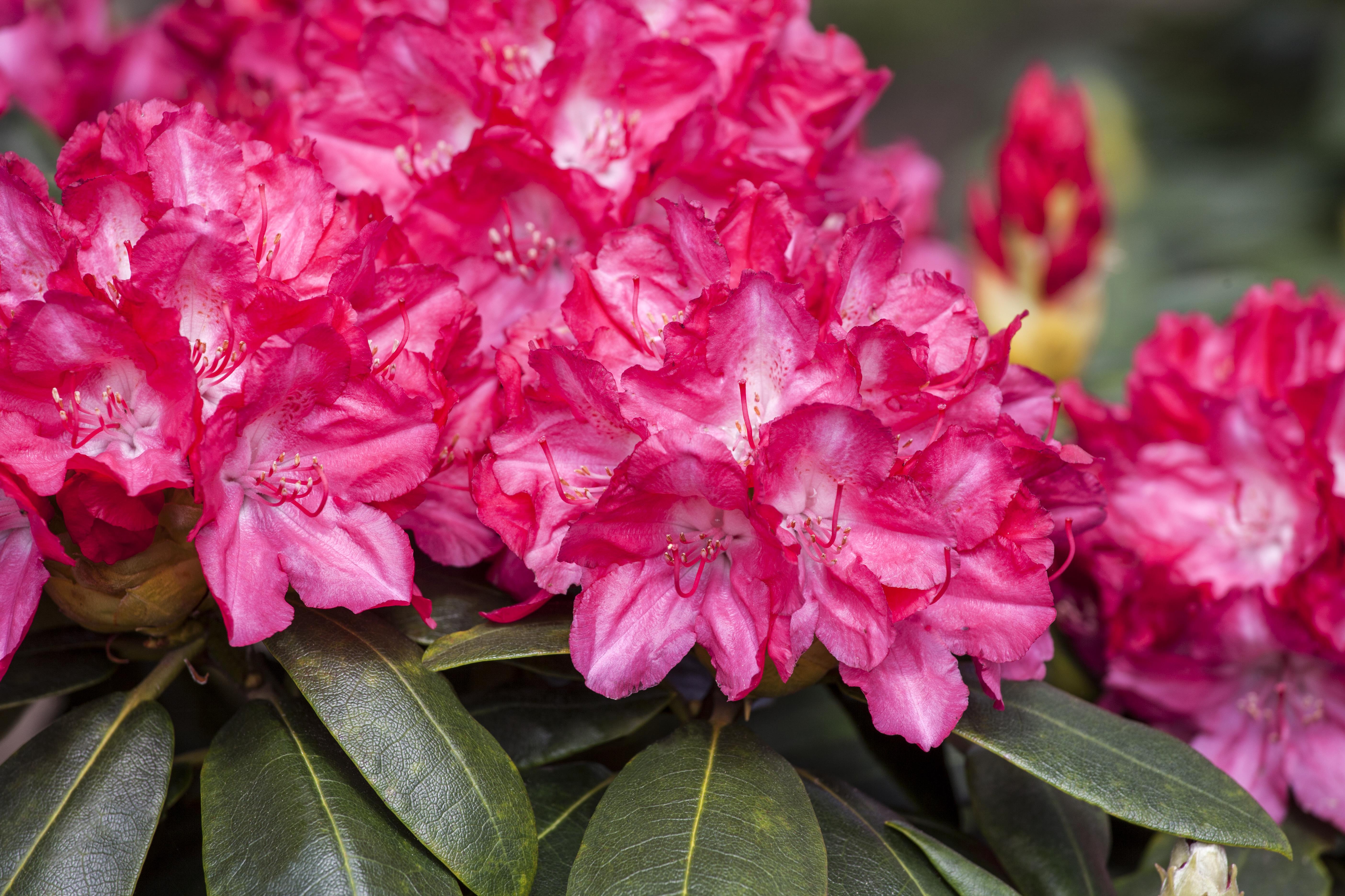 Rhododendron 'Astrid' • Rhododendron yakushimanum 'Astrid' Ansicht 1
