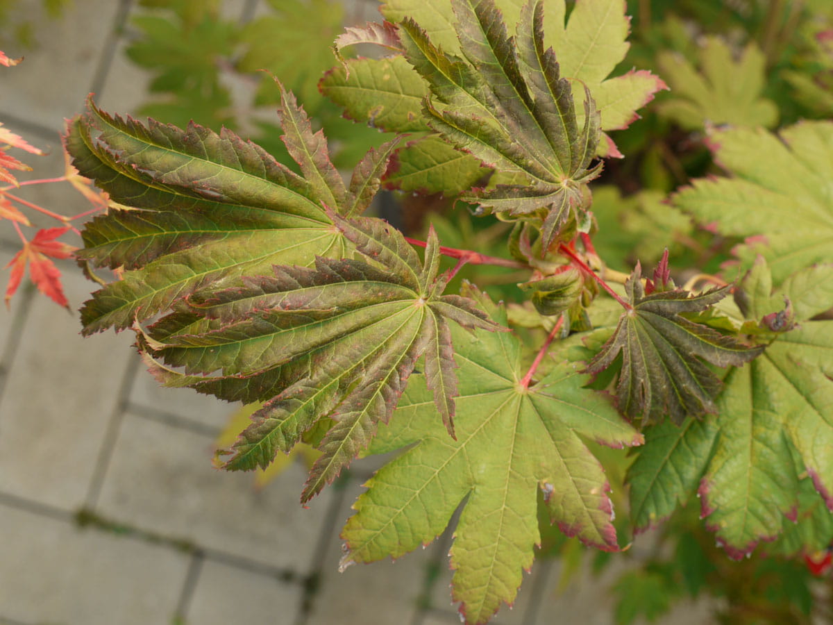 Japanischer Ahorn 'Vitifolium' • Acer japonicum 'Vitifolium' Ansicht 5