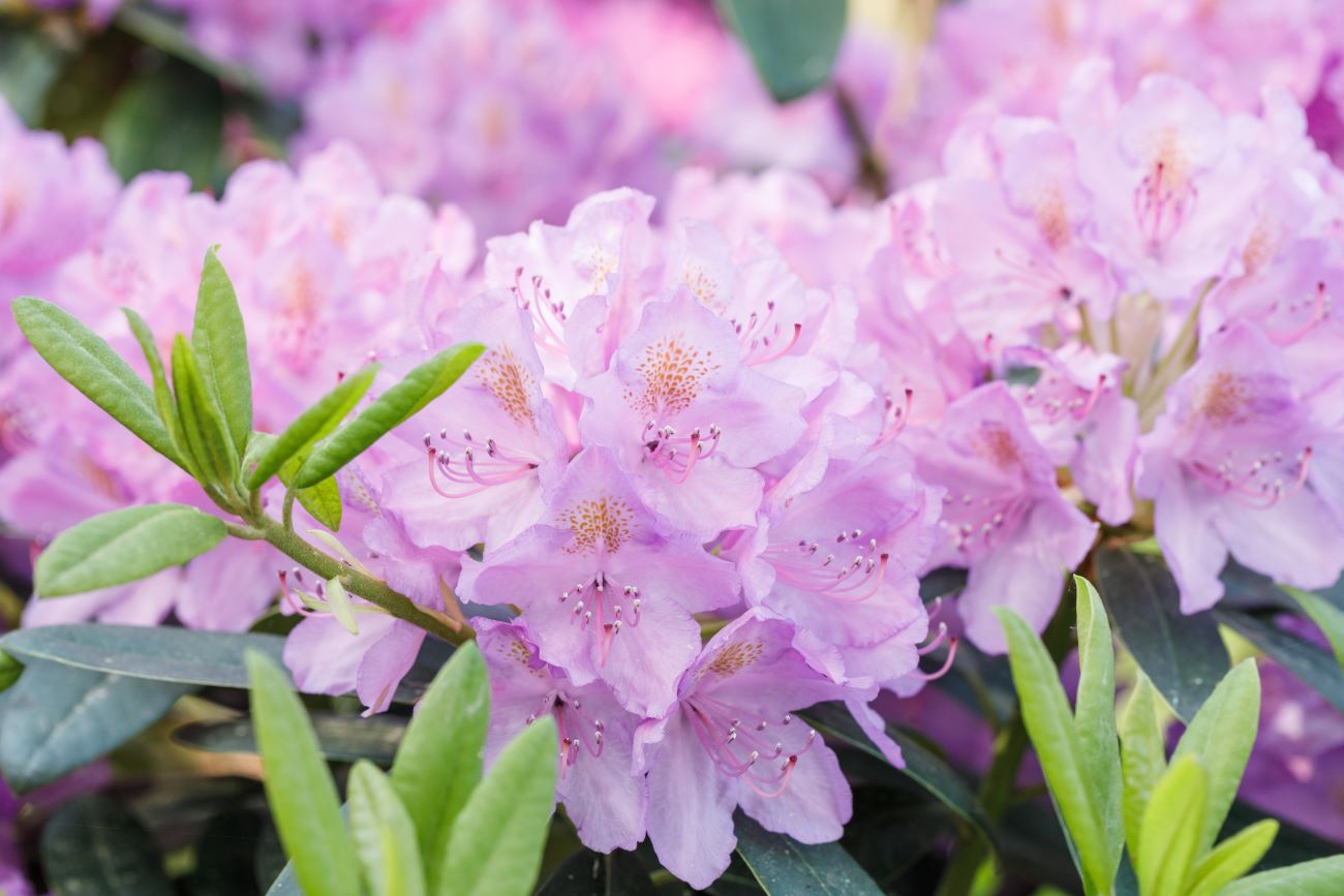 Rhododendron INKARHO® 'Dufthecke', lila • Rhododendron Hybr. INKARHO® 'Dufthecke', lila