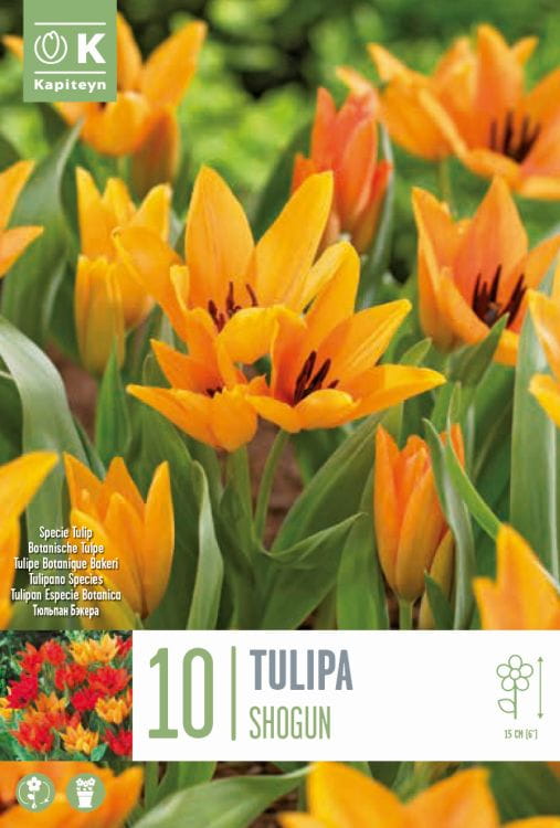 Blumenzwiebel - Tulipa praestans 'Shogun' 10er Packung 