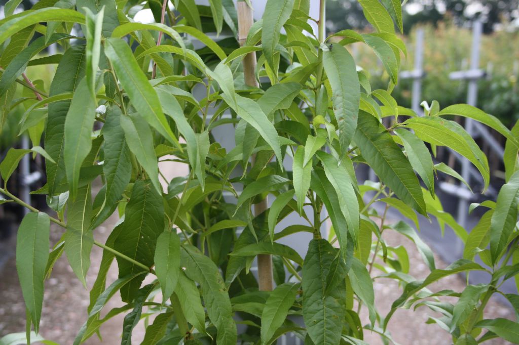 Pfirsich Suncrest • Prunus persica Suncrest Ansicht 4