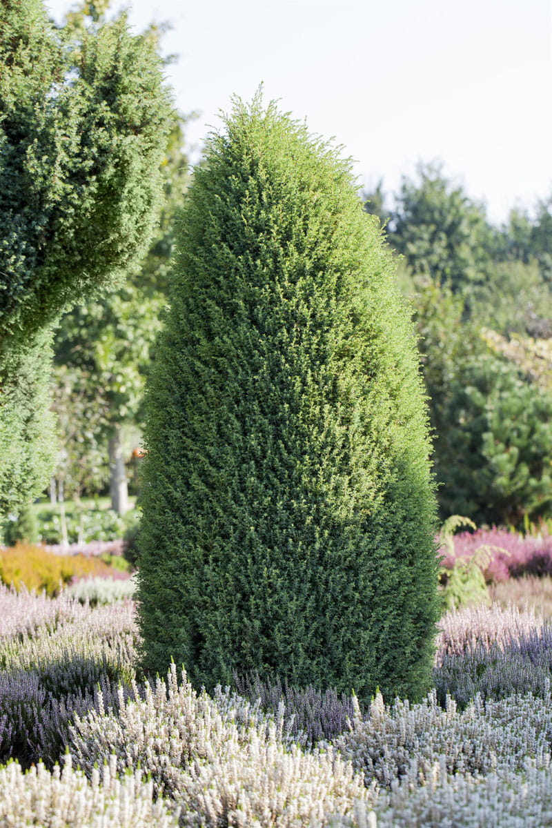 Irischer Säulenwacholder 'Hibernica' • Juniperus communis 'Hibernica' Ansicht 1