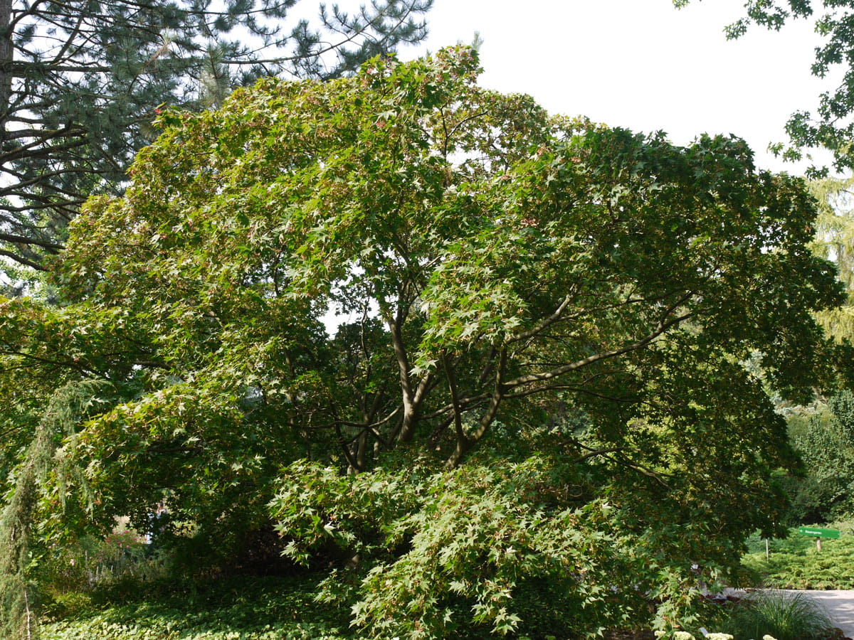 Fächerahorn 'Osakazuki' • Acer palmatum 'Osakazuki' Ansicht 2
