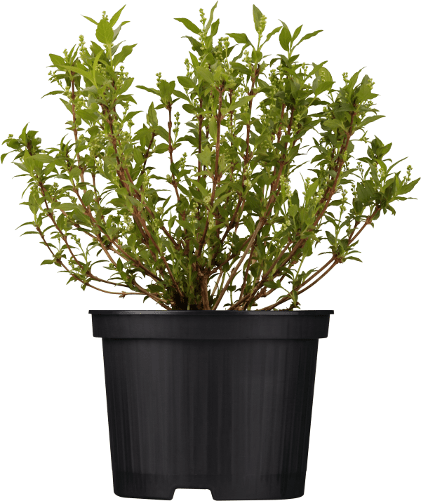 Maiblumenstrauch • Deutzia gracilis Ansicht 2