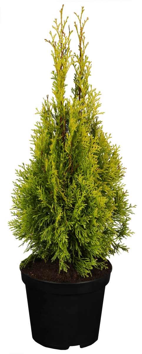 Lebensbaum 'Golden Smaragd' • Thuja occidentalis 'Golden Smaragd' Ansicht 2