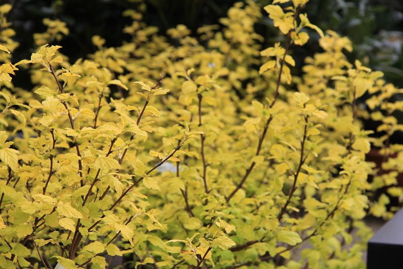 Blasenspiere 'Darts Gold' • Physocarpus opulifolius 'Darts Gold' Ansicht 1