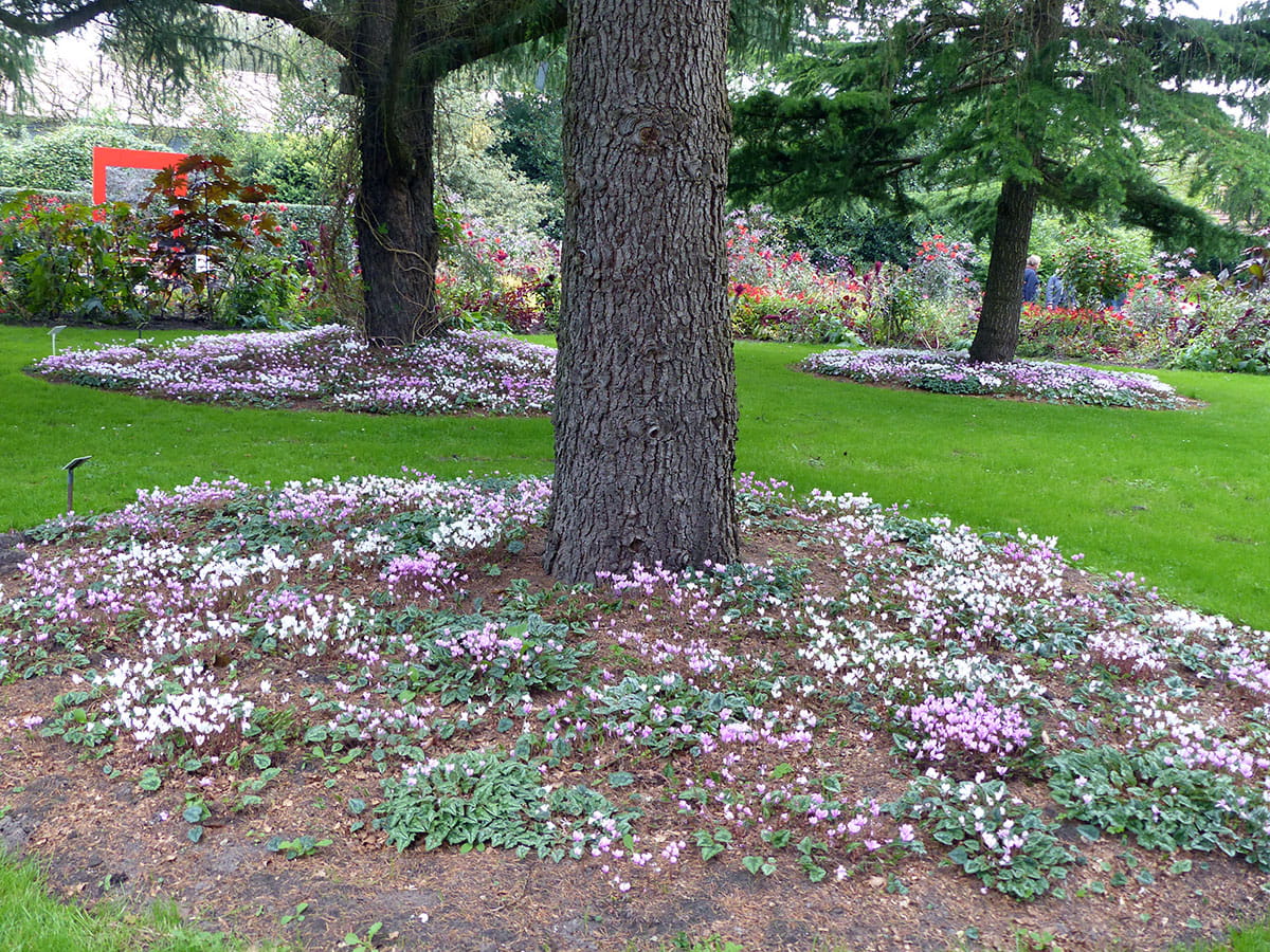 Frühlings-Alpenveilchen • Cyclamen hederifolium, rosa Ansicht 4