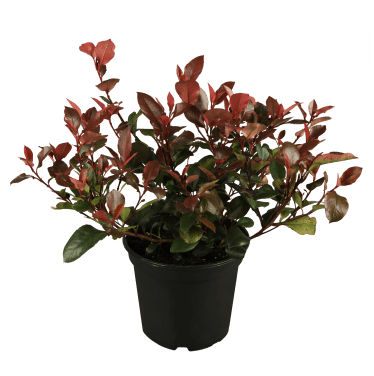Glanzmispel 'Red Select' • Photinia fraseri 'Red Select' 40-60 cm hoch, Containerware Ansicht 1