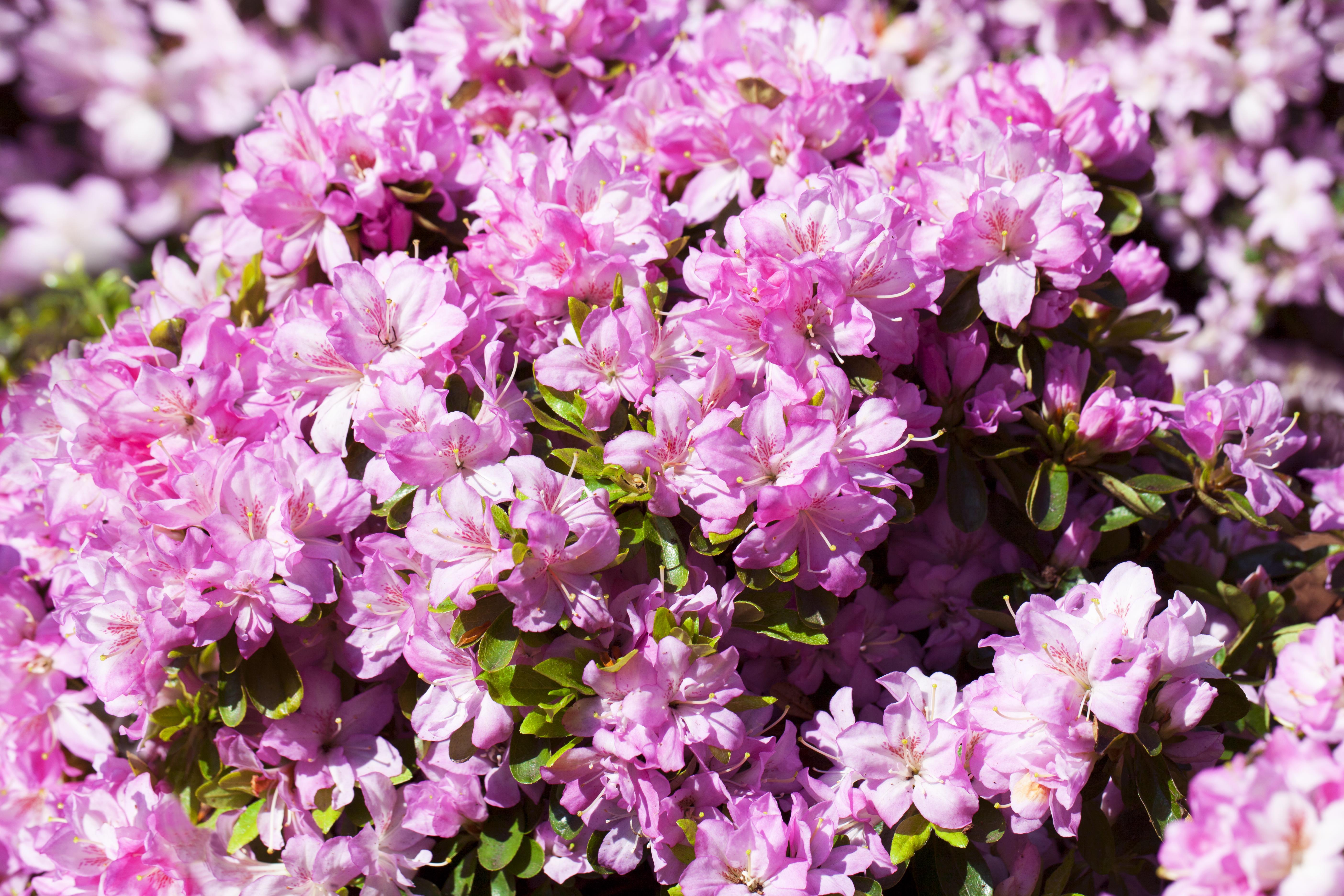 Japanische Azalee 'Negligé' • Rhododendron obtusum 'Negligé'