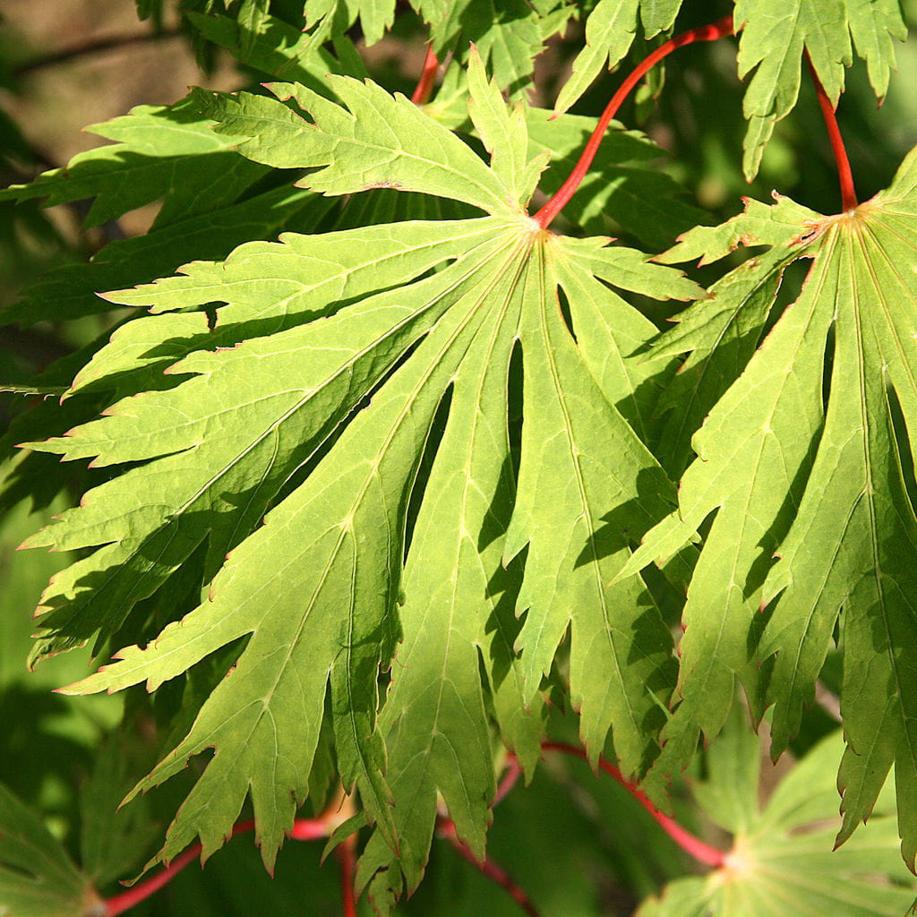 Japanischer Feuerahorn 'Aconitifolium' • Acer japonicum 'Aconitifolium' Ansicht 7