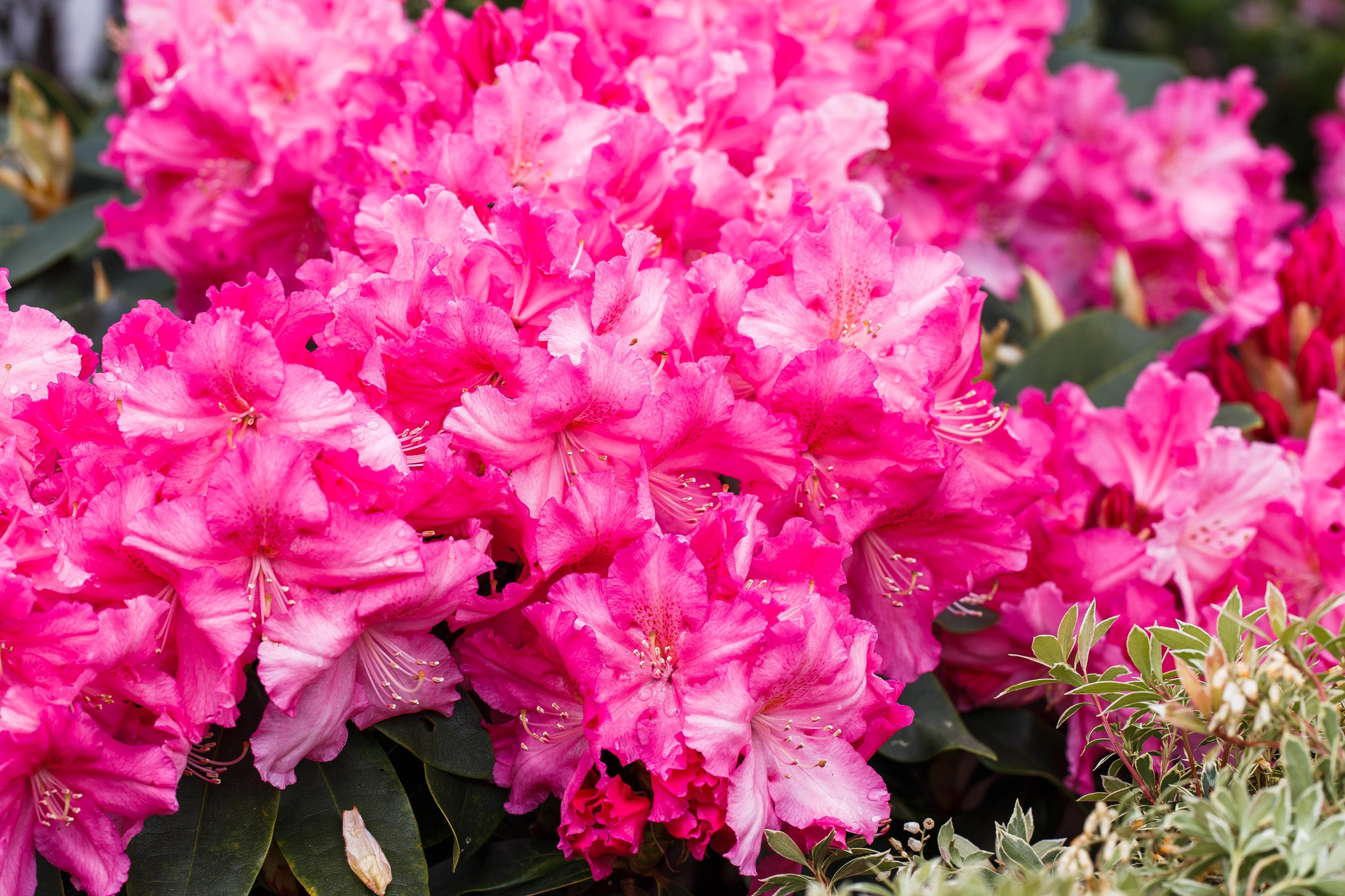 Rhododendron 'Caruso' • Rhododendron Hybride 'Caruso' Ansicht 1