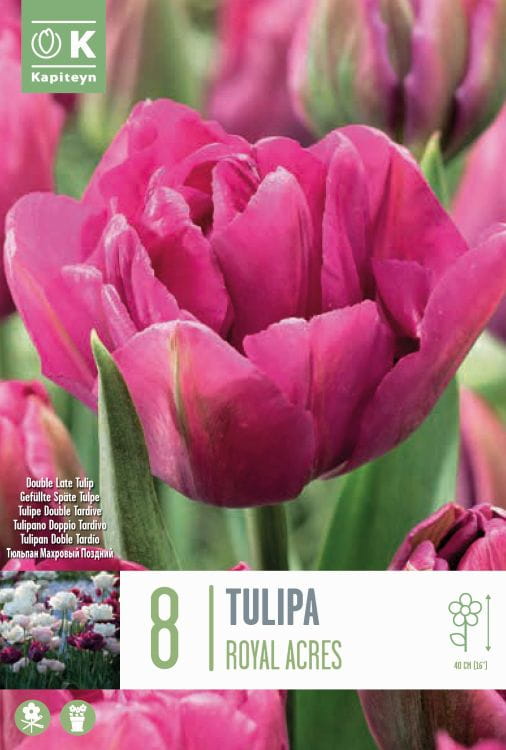 Blumenzwiebel - Tulipa 'Royal Acres' 8er Packung  