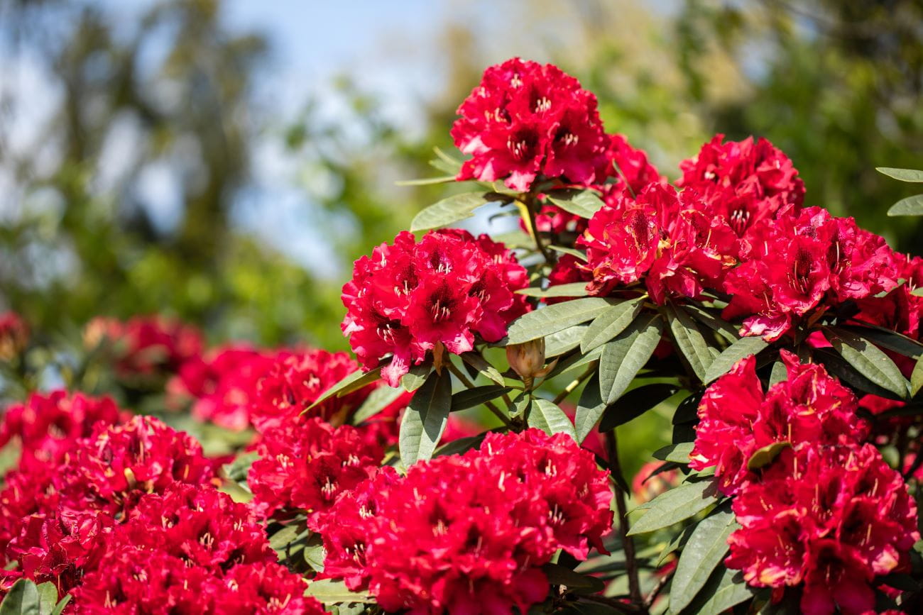 Rhododendron 'Matador' • Rhododendron Hybride 'Matador' Ansicht 1