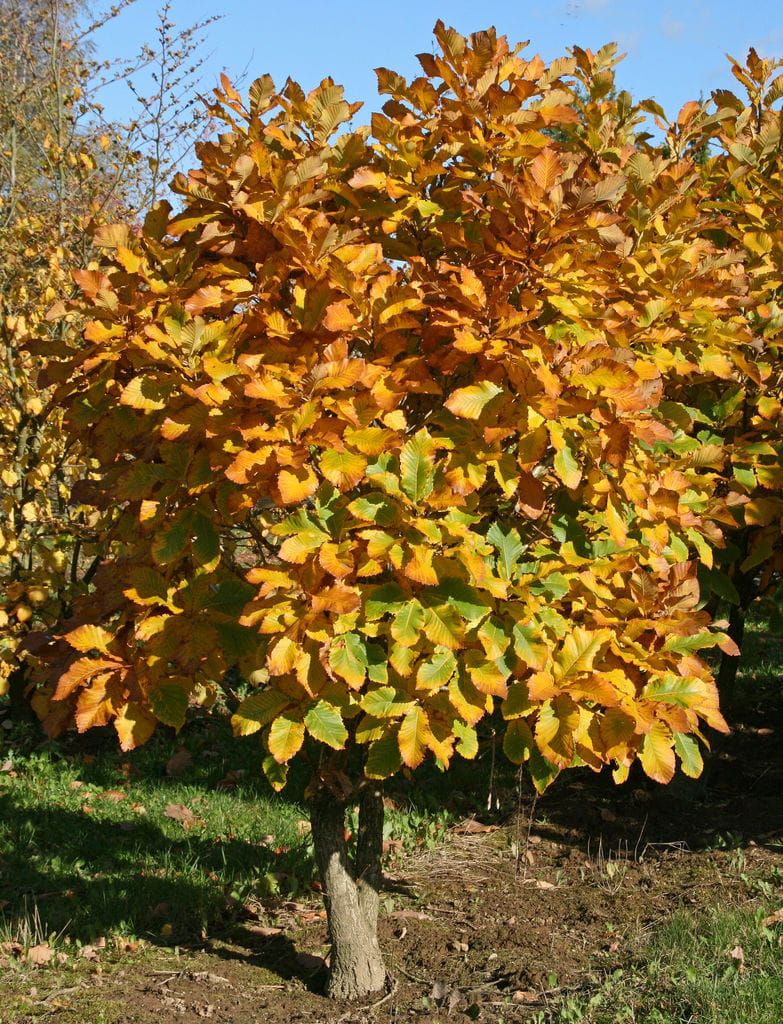 Pontische Eiche • Quercus pontica Ansicht 2