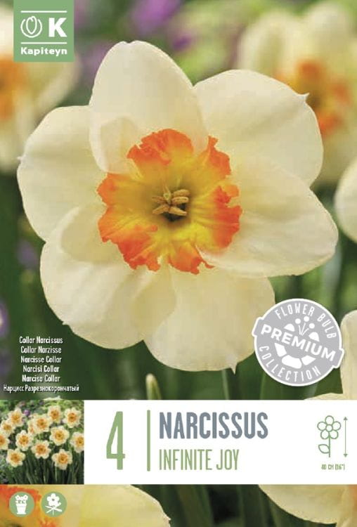 Blumenzwiebel - Narcissus 'Infinite Joy' 4er Packung 