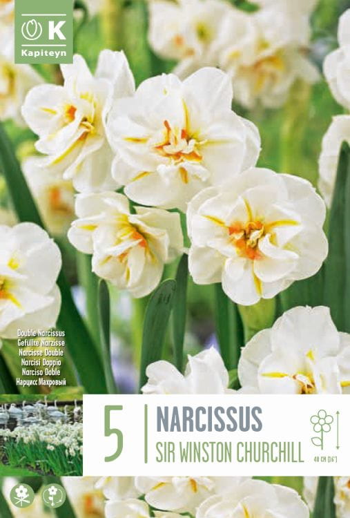 Blumenzwiebel - Narcissus 'Sir Winston Churchill' 5er Packung 