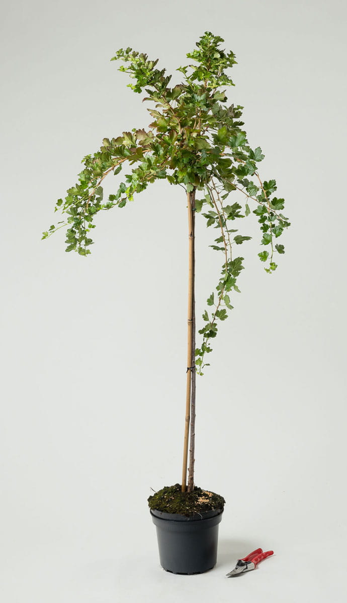 Stachelbeere 'Remarka' • Ribes uva-crispa 'Remarka' Containerware Stämmchen, Stammhöhe 80-90 cm, Ansicht 2