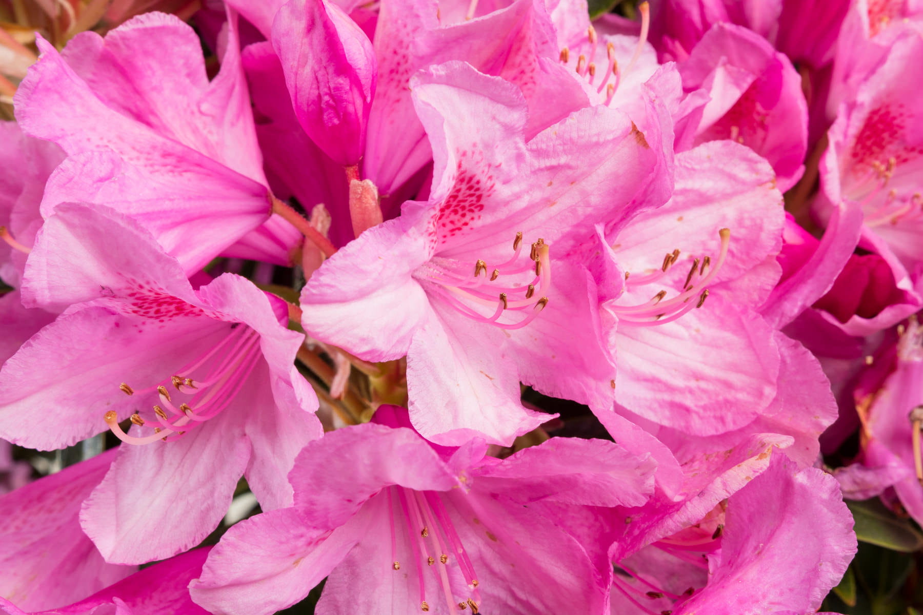Rhododendron 'Graziella' • Rhododendron ponticum 'Graziella'