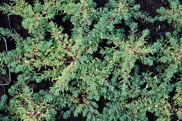 Steintäschel 'Warley Rose' • Aethionema armenum 'Warley Rose' Ansicht 2