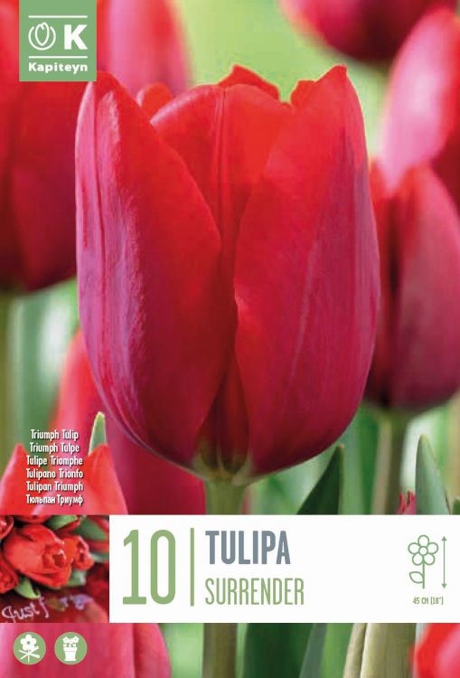 Blumenzwiebel - Tulipa 'Surrender' 10er Packung 