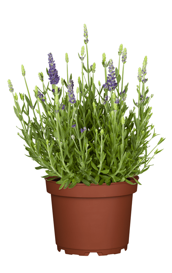 Lavendel 'Dwarf Blue' • Lavandula angustifolia 'Dwarf Blue'