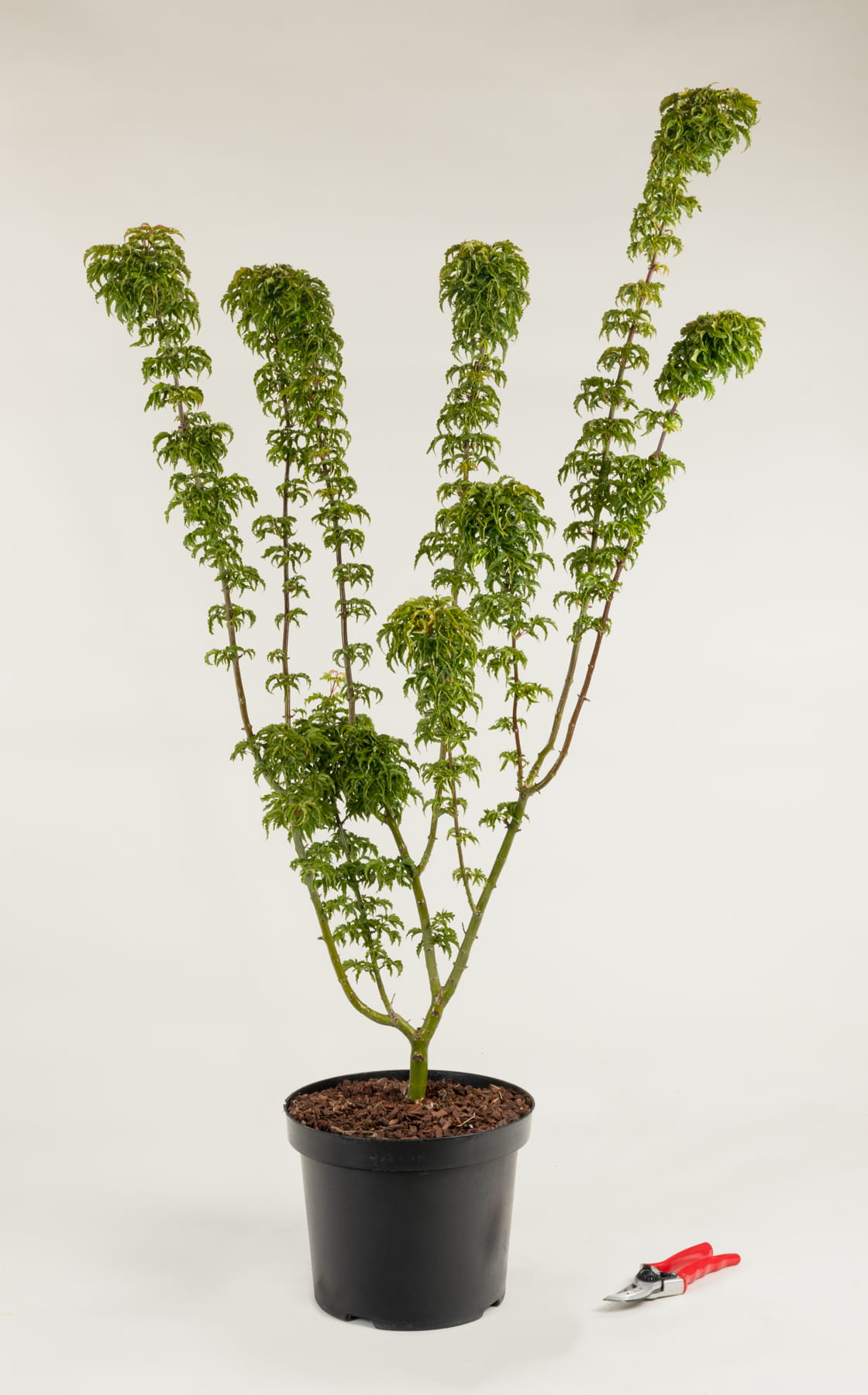 Fächerahorn 'Shishigashira' • Acer palmatum 'Shishigashira'