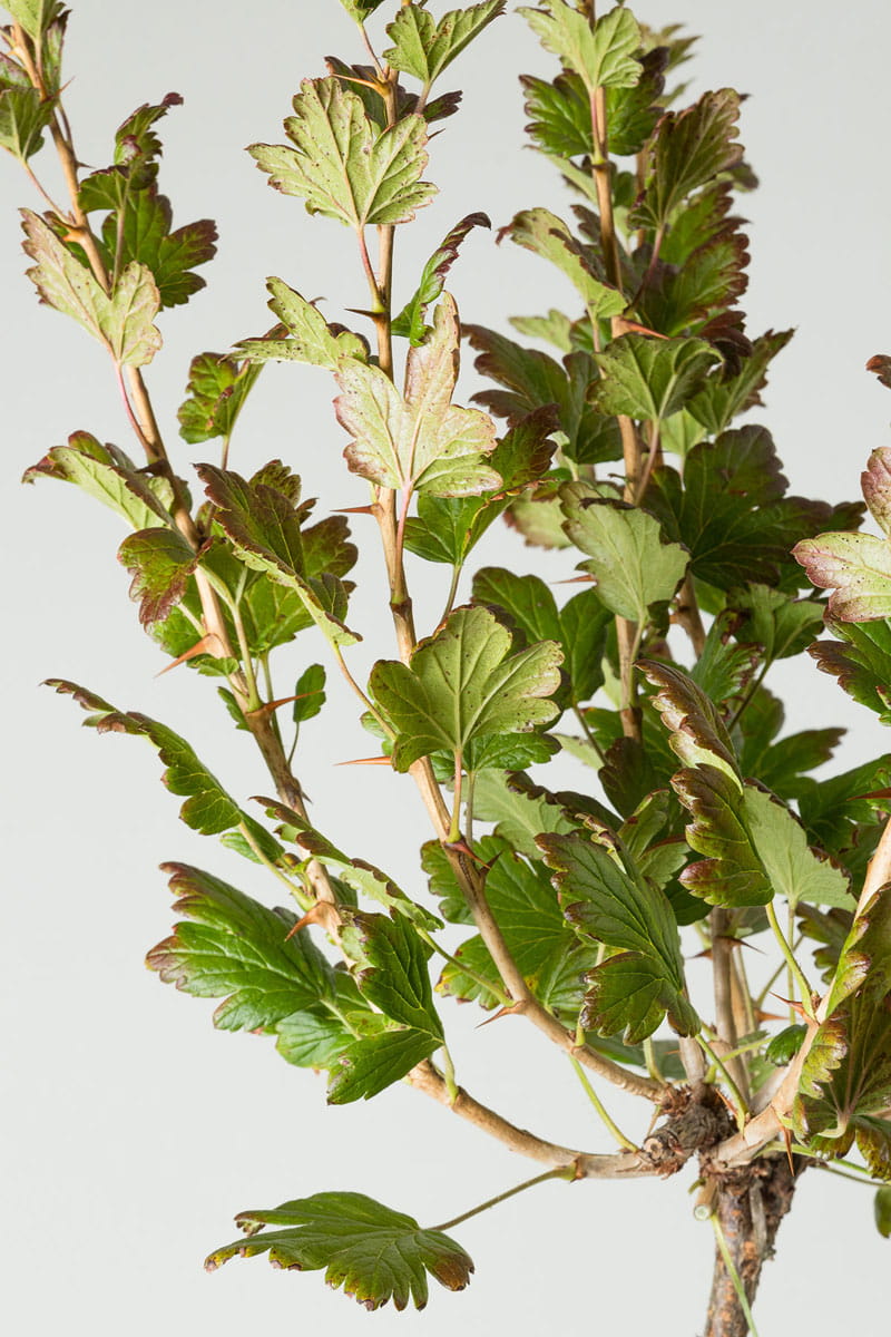 Stachelbeere 'Invicta' • Ribes uva-crispa 'Invicta' Ansicht 3