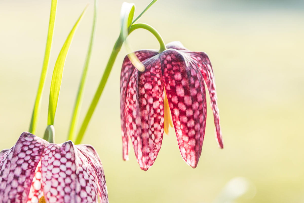 Blumenzwiebel - Fritillaria meleagris 12er Packung