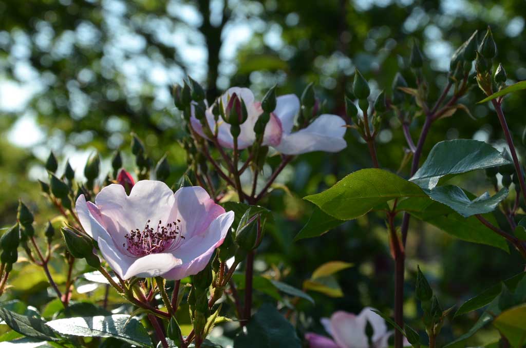 Beetrose 'Sweet Pretty' • Rosa 'Sweet Pretty' Ansicht 4