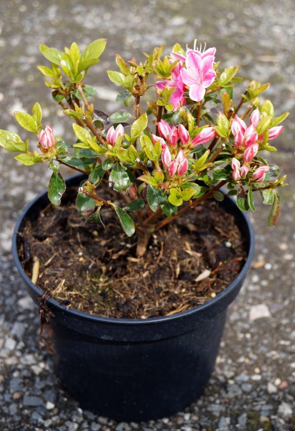 Rhododendron 'Kermesina Rose' • Rhododendron obtusum 'Kermesina Rose' Ansicht 3
