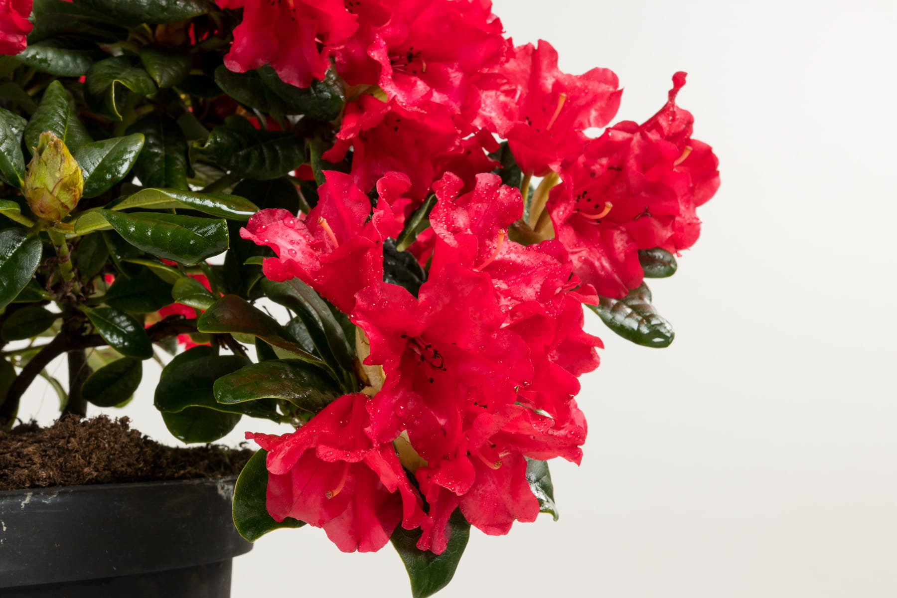 Zwergrhododendron 'Scarlet Wonder' • Rhododendron repens 'Scarlet Wonder' Ansicht 4