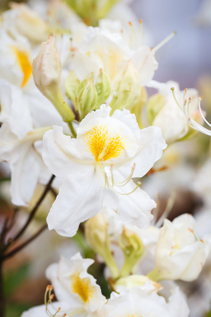 Sommergrüne Azalee 'Schneegold' • Rhododendron luteum 'Schneegold' Ansicht 1