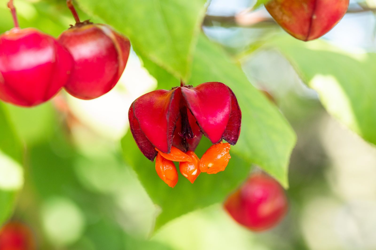 Spindelstrauch 'Red Cascade' • Euonymus europaeus 'Red Cascade'